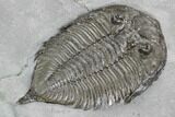 Dalmanites Trilobite Fossil - New York #99079-3